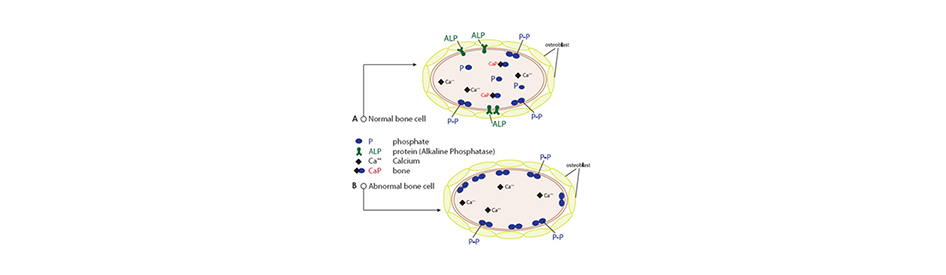 figure-hpp